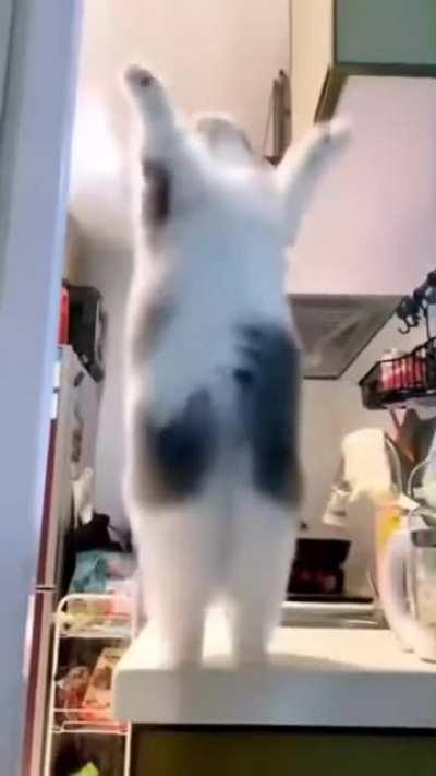 THIS CAT GAVE A SWAG! (join idgas discord  