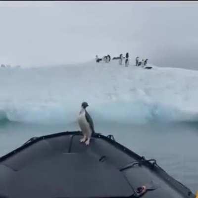 Adelie Penguin jumps in the boat, running away from a Leopard seal. He didn't want to go back in the water, so they brought him back to his friends..