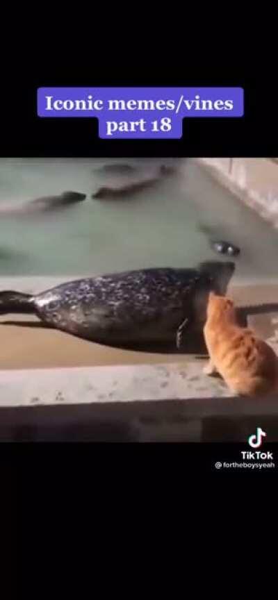 Cat bitch slaps seal