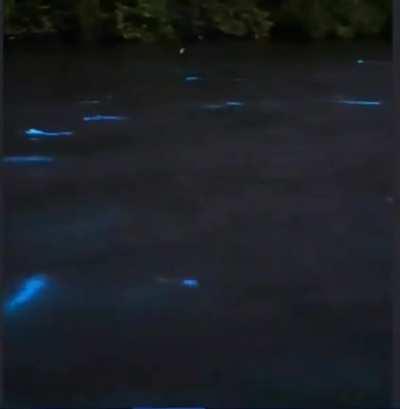 🔥 Mullets creating bioluminescent glow trails as they jump and swim in a Florida bay