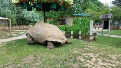 Giant tortoises moving at full speed.
