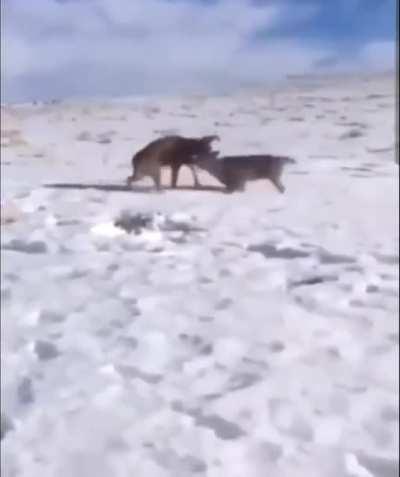 Game Warden Called Out to Shoot a Pair of Interlocked Deer but Saves Their Life Instead.