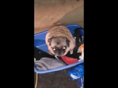 Pug Vibing to Gundam Wing Soundtrack!