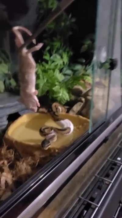 My fault. Had to lift him out of the water !