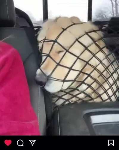 Not the brightest, definitely the cutest