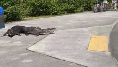🔥 American crocodile vs American alligator