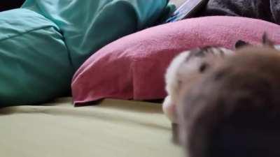 Baby rabbits I am bottle feeding right now