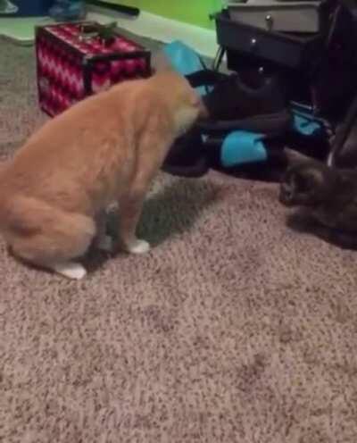 Cat standing on its tail