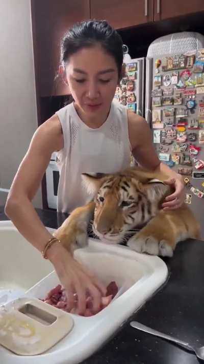 Orange cat want meat without any ingredients