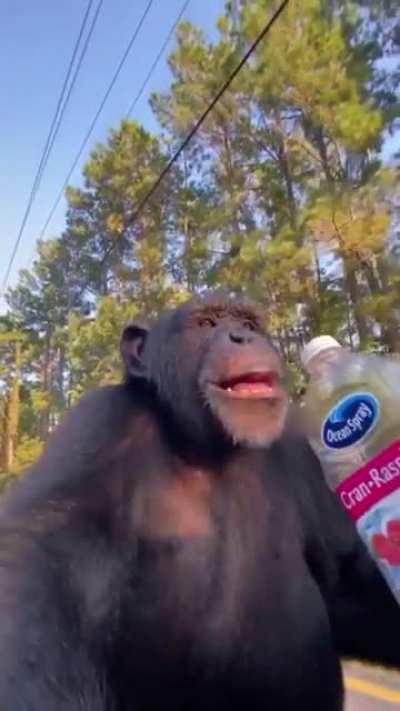 Thought, It belongs here.