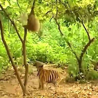 When you main Ptera just to piss people off