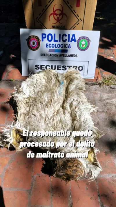 Rescataron un perro de una casa donde realizaban rituales umbanda