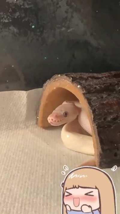 This is Noodul, she says hi✨