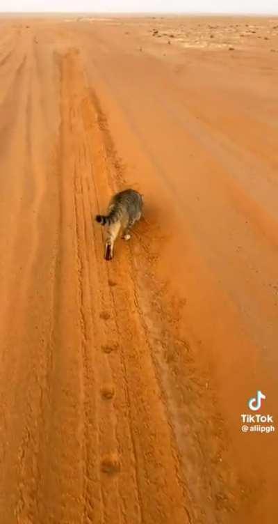 Professional Jinn hunter