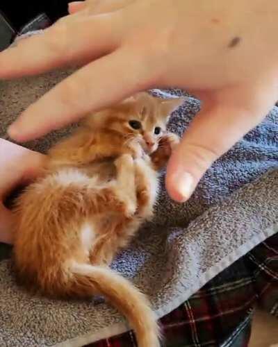 Sprout, my teeny foster kitten