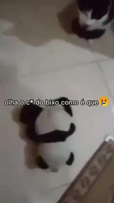 O dia inteiro Felipe.