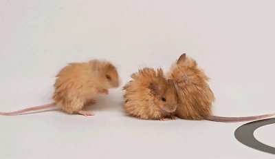 E fizeram. Camundongos com pelagem de mamute.