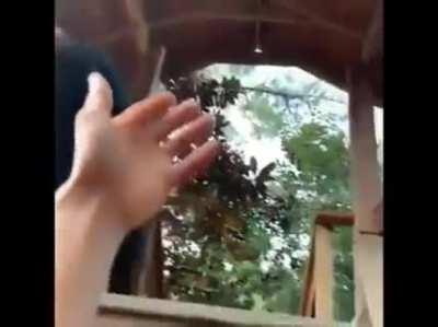 This just shows how strong Chimps Are