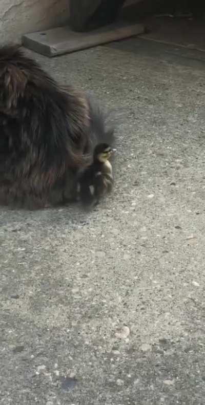 This lost duck thinks my cat is her mom now.