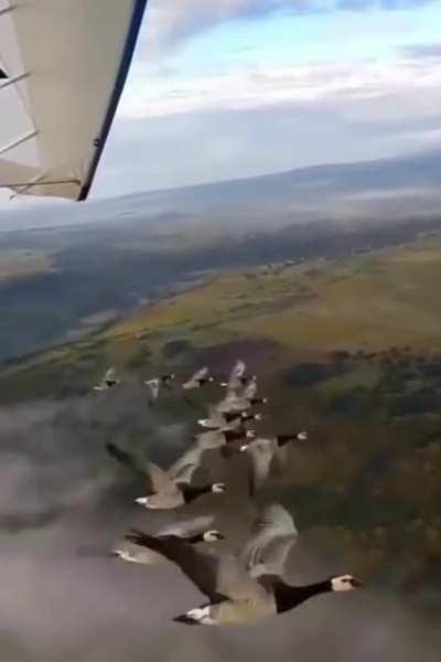 Полет с птицами