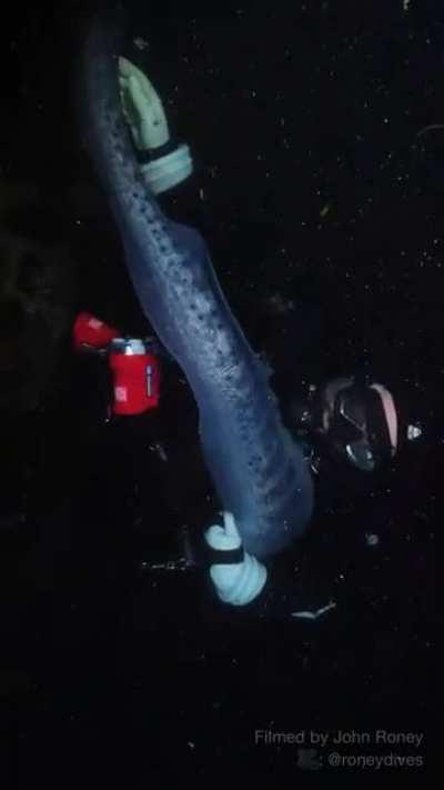 8 foot, 22 yr old Wolf Eel gets scratches from diver friend of 18 years