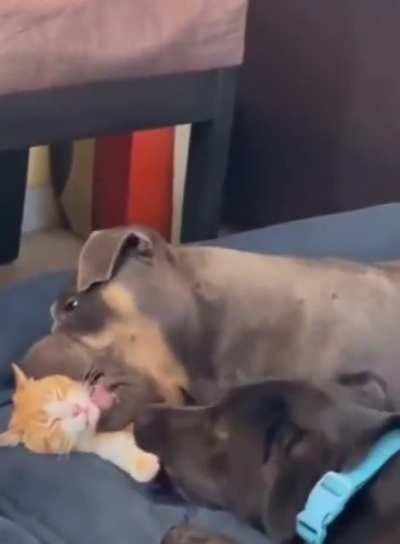 KiTtEN MaULeD ANd ripPEd apArt bY sAVaGe AniMaLS