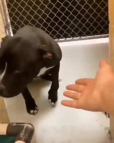 Adoption day for this good girl