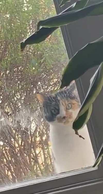 not my cat minding my business instead of her own