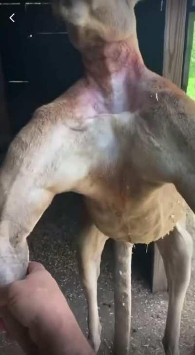 This kangaroo is jacked