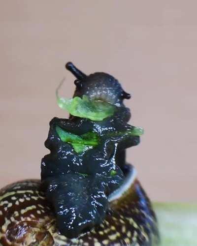 Edward the snail eating lettuce