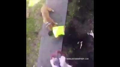 Jumped, beat her with baseball bats, and got the dog on her; what did she do?