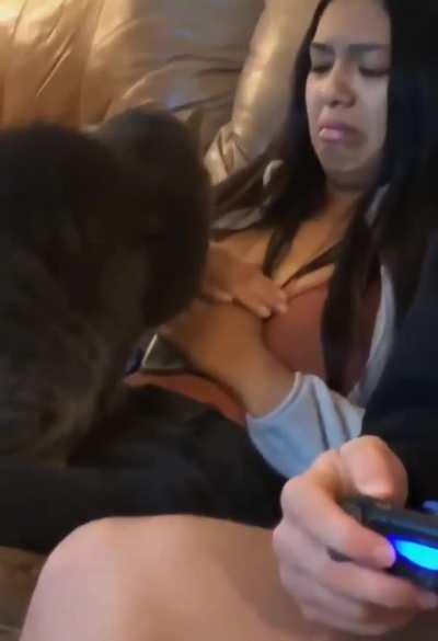 Cats can always spot the non cat person