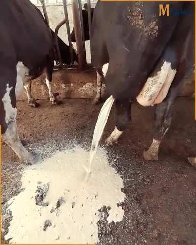 The vet helped a cow get relief after draining huge abscess