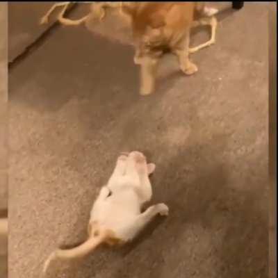 Hitmasters - Cat Edition