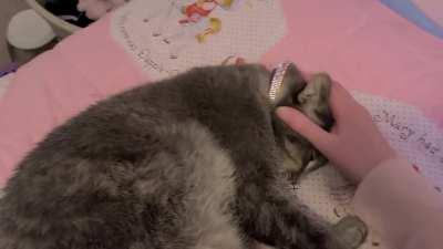 I was writing but I saw her curled up all cute and pets become mandatory.