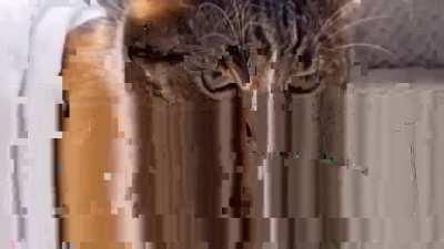 The Substitute Shinigami arc in a nutshell: