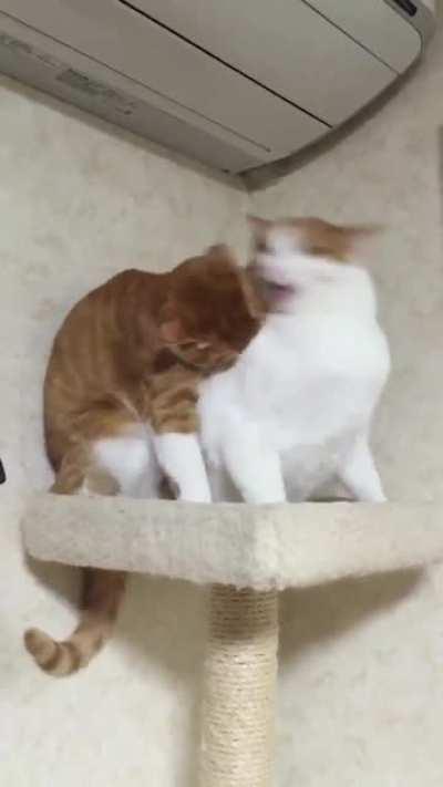 Do not struggle! You can't escape your fate.