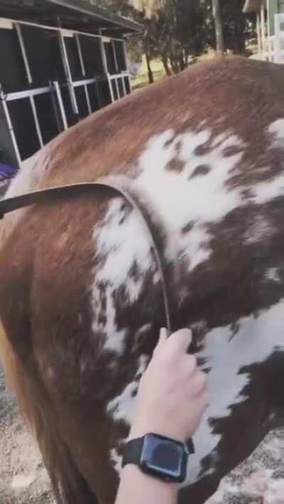 Grooming a horse