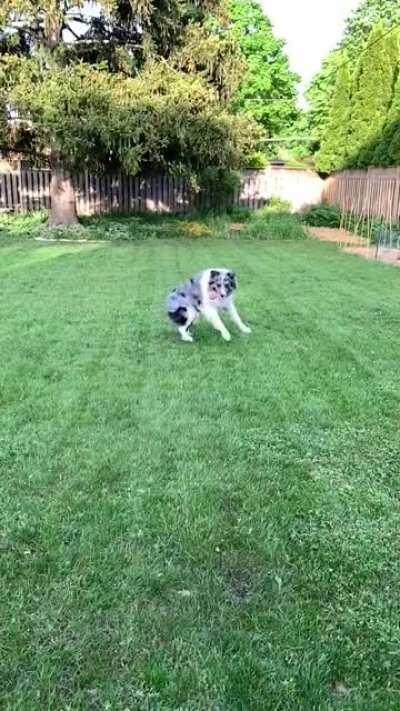 I don’t know why she always does two full spins before going for the ball.