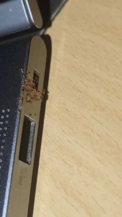 Help !! Laptop is getting attacked