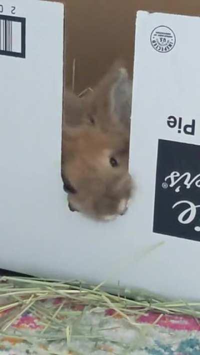 How can a three pound 🍠 be so darn noisy?