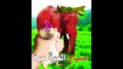 😂😹فأر يسيء إلى الفيل HD 1080p .mp4😂🙈