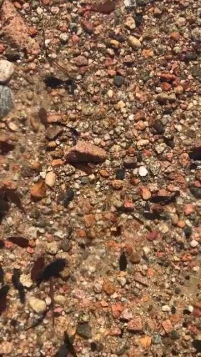 Yo guys I found a PD