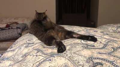 My bobtailed baby Percy doing a sploot and wag.