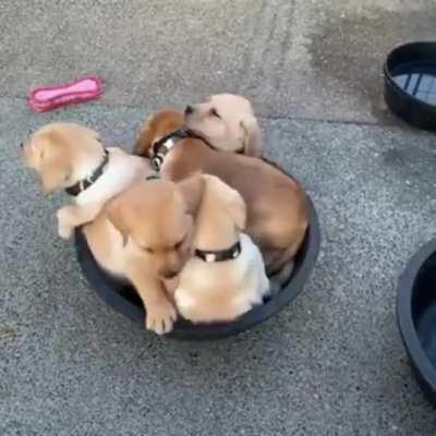 How many puppies can fit into a bowl?