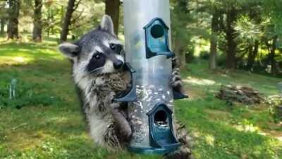 i am birb what u mean