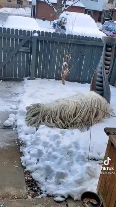 A Komondor, aka Hungarian Sheepdog, aka mop dog
