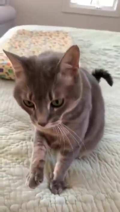Bread-making with bonus chirp/trills!!