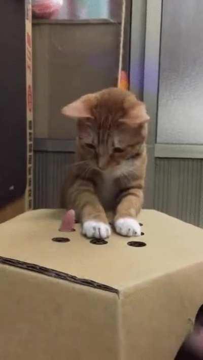 Cat playing whack-a-finger - Imgur