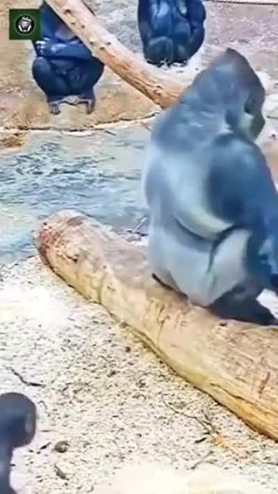 Animals being Animals!